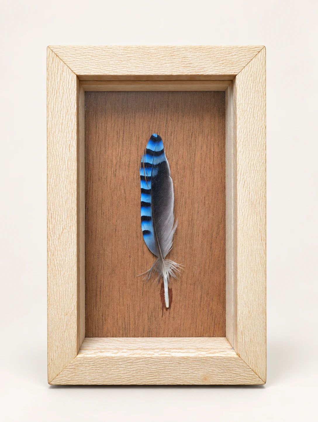 Frontal view of the blue and black feather in its handmade wooden frame